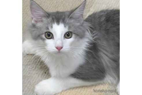 成約済の茨城県のノルウェージャンフォレストキャット-30007の2枚目